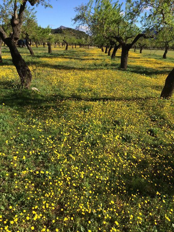 Гостьовий будинок Alen D'Aragon Santa Eulalia de Gallego Екстер'єр фото